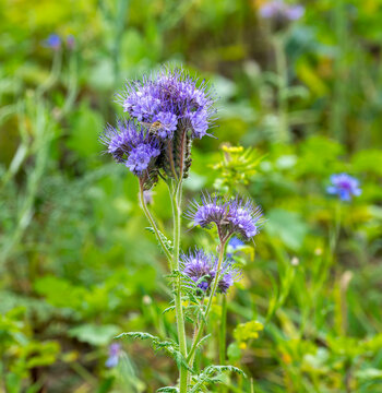 filigrane Phacelia-Pflanze (Rainfarn-Phazelie / Bienenfreund), an deren leuchtend violett-blauen Bl&uuml;ten eine Honigbiene (oder Wildbiene) flei&szlig;ig Nektar und Pollen sammelt, Berlin, Deutschland