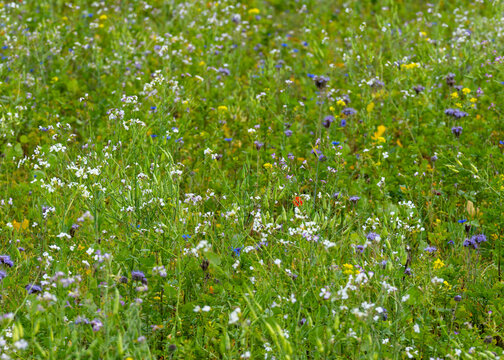 artenreiche lumenwiese in einer Halbnahaufnahme. die violetten der gelbe Senf, wei&szlig;e Wildblumen (wie &Ouml;lrettich oder Hederich) sowie vereinzelte rote Tupfer (Klatschmohn) und blaue Kornblumen. 