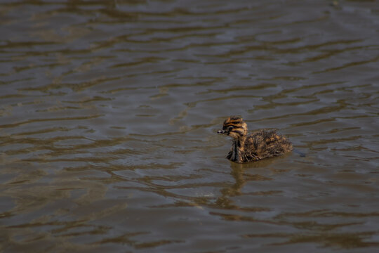 Striped grebe chick swimming alone on brown rippled water