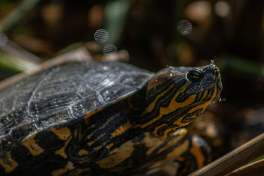Freshwater slider turtle with yellow-striped head basking in the sun