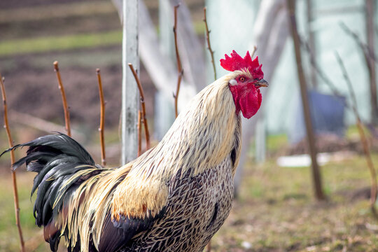 Rooster with a red comb and golden-cream neck plumage and a dark tail standing proudly in a farm yard, blurred spring background with a fence and grapevines