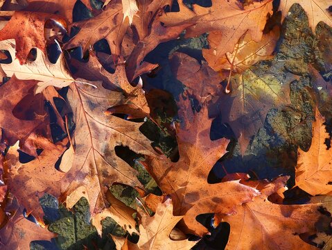 Brown oak leaves are floating in the water. Top view.