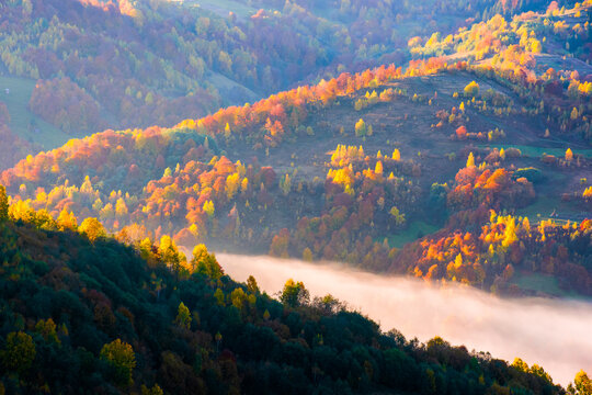 colorful trees between hillsides with deciduous forest in fog at sunrise. Carpathian autumn landscape with mist. fog over valley and autumn forest