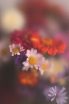 Smoke selected soft focus autumn chrysanthemum, aster Flower bouquet through translucent matte frosted glass. Abstract grain natural blurred grain light color fog background.