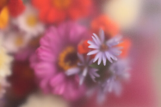 Smoke selected soft focus autumn chrysanthemum, aster Flower bouquet through translucent matte frosted glass. Abstract grain natural blurred grain light color fog background.