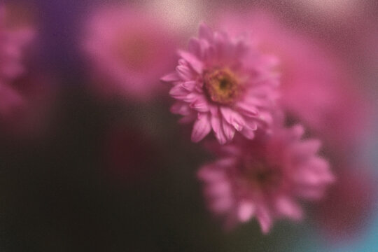 Smoke selected soft focus autumn chrysanthemum, aster Flower bouquet through translucent matte frosted glass. Abstract natural blurred grain light fog background.
