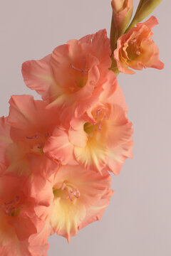 Close-up beige cream pink, red Gladiolus Flower bud Petals. Natural art light background.