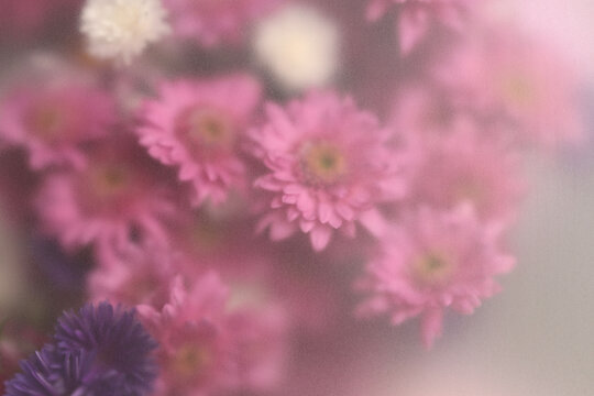 Smoke selected soft focus autumn chrysanthemum, aster Flower bouquet through translucent matte frosted glass. Abstract natural blurred grain light fog background.
