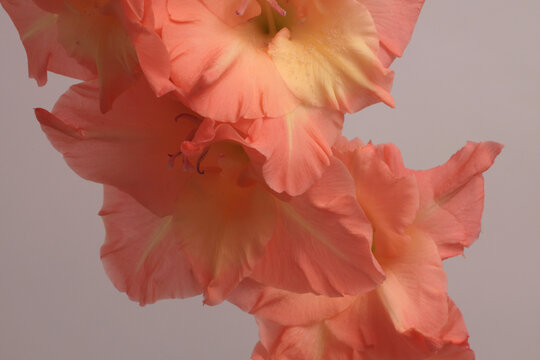 Close-up beige cream pink, red Gladiolus Flower bud Petals. Natural art light macro background.