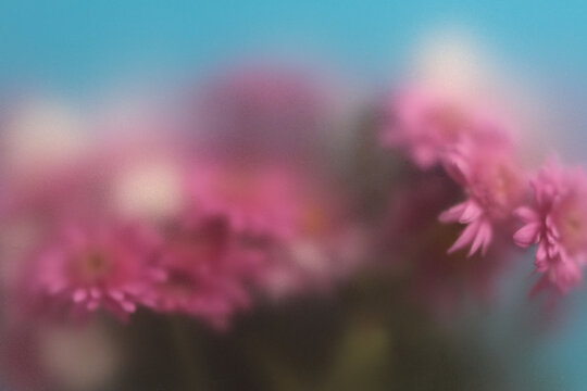Smoke selected soft focus autumn chrysanthemum, aster Flower bouquet through translucent matte frosted glass. Abstract natural blurred grain light fog background.