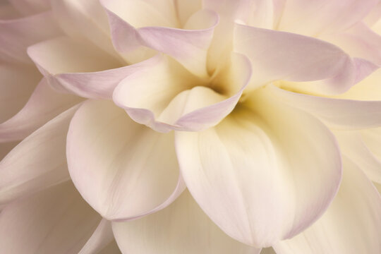 Smoke close-up selective soft focus cream beige pink Dahlia Flower Petals. Natural art blur light background.