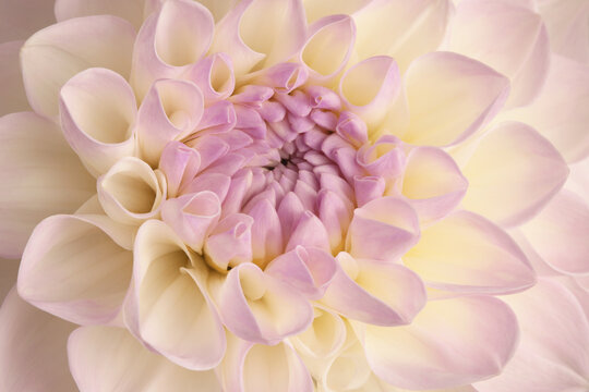 Close-up selective soft focus cream beige pink Dahlia center Flower Petals. Natural art blur light background.