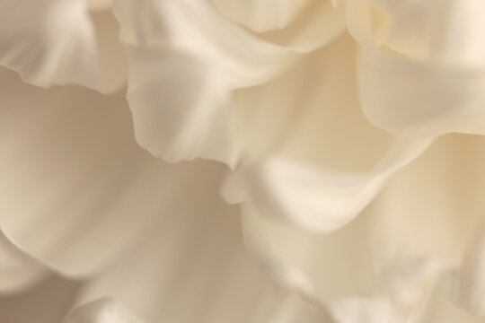 Smoke abstract close-up selected soft focus beige white Chrysanthemums; aster, gerbera Flower bud Petals. Natural macro blur light background