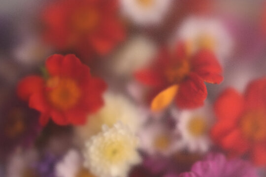 Smoke selected soft focus autumn chrysanthemum, aster Flower bouquet through translucent matte frosted glass. Abstract grain natural blurred grain light color fog background.