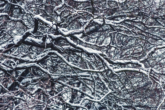 Dense tangle of bare tree branches with thin stripes of white snow, abstract winter texture with a chaotic pattern of dark twigs in cold black-and-white tones
