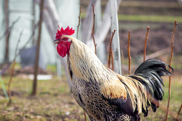 Rooster with a red comb and golden-cream neck plumage and a dark tail standing proudly in a farm yard, blurred spring background with a fence and grapevines © Iryna