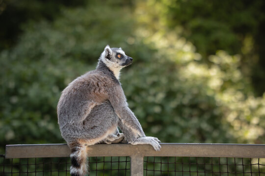 Animal Portrait of an Endangered Ring-Tailed Lemur Sitting on a Fence with a Soft Blurred Green Background in a Zoo.