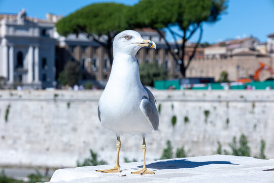 Yellow-legged gull standing on a white stone wall by the Tiber River with pine trees and buildings in Rome, Italy
