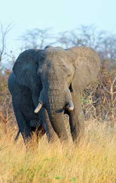 Portrait view of an Elephant standing in the African Bush looking directly ahead, Hwange National Park, Zimbabwe