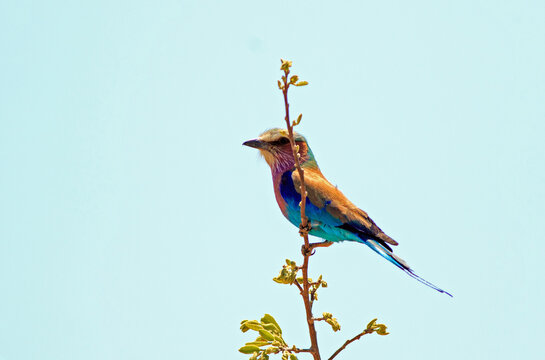 Lilac Breasted Roller (Coracias caudatus) perched on a thin branch, Hwange National Park, Zimbabwe