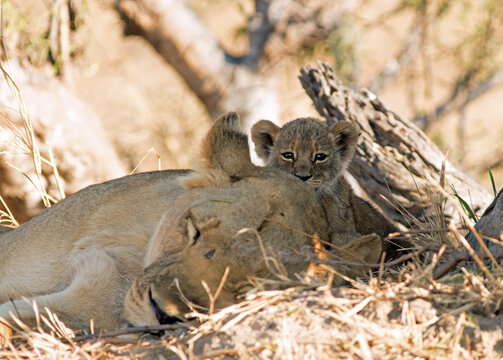 Tiny young Lion cub peeping out from behind sleeping Lioness in the African Bush, Hwange National Park, Zimbabwe