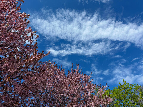 Spring pink cherry blossom sakura against sky