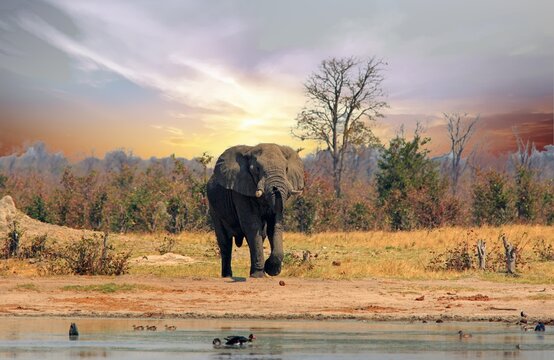 An African Elephant with trunk elevated and foot in the air while standing next to a waterhole at Sunrise in, Hwange National Park, Zimbabwe