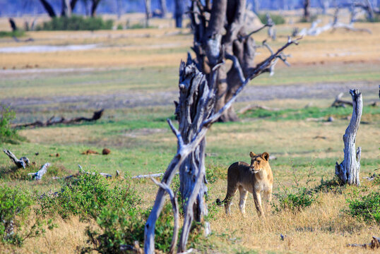 An adult Lioness stands staring into the distance on the open savannah, she appears to be getting ready to hunt. Hwange National Park, Zimbabwe