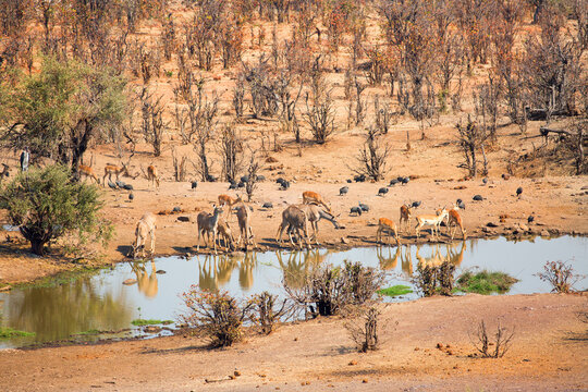 Elevated view of a busy waterhole with a herd of Impala and Kudu, Victoria Falls National Park, Zimbabwe