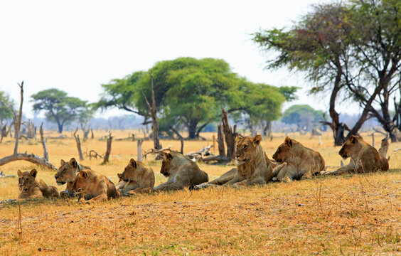 A pride of lions laying in a straight line, with a scenic African Landscape background, Hwange National Park, Zimbabwe