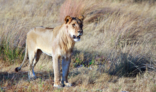 Tripod the disabled three legged Lion in Hwange National Park.  He damaged his leg as a cub in a tree, and can only walk on three legs, he is now 2 years old.