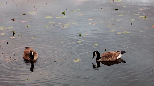 Canada geese foraging on lake water. Pair birds dipping heads underwater to feed