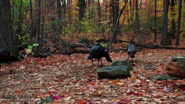 Wild turkeys searching for food in fall forest landscape. Autumn woods