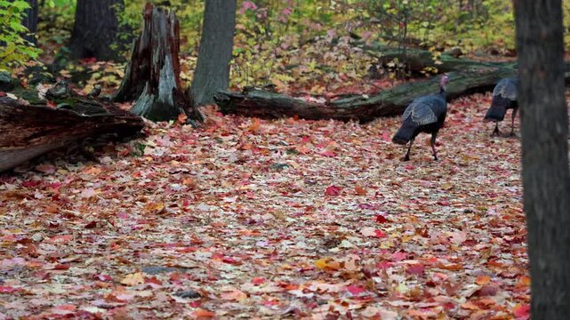 Wild turkey walking in autumn forest. Mud Lake Trail in fall in Ottawa, Canada