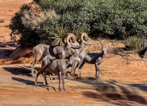 Desert Bighorn Sheep
