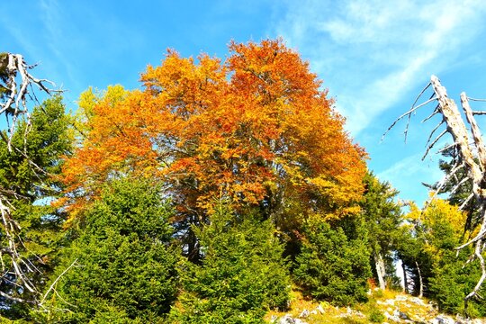 Orange colored beach tree canopy near Dobrča