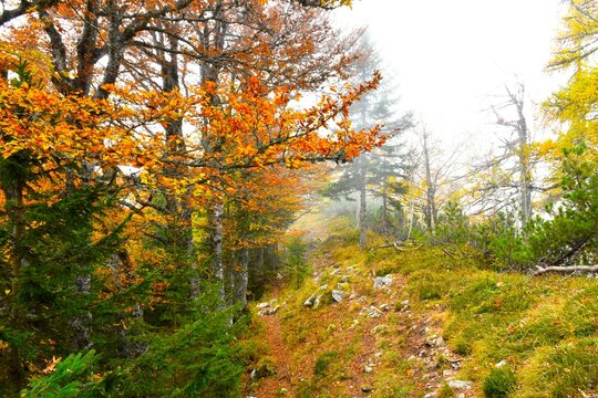 Hiking trai near Dobrča with orange colored leaves of beach trees in Slovenia