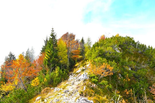 Autumn mountain landscape at &Scaron;entanski vrh near Dobrča with mugo pine bushes and orange colored broadleaf trees in Slovenia