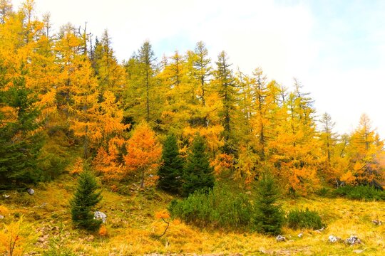 Gold and green colored larch forest bellow Dobrča in Gorenjska, Slovenia
