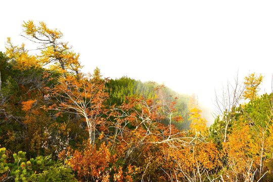Colorful autumn background with red and yellow colors at &Scaron;entanski vrh near Dobrča, Slovenia
