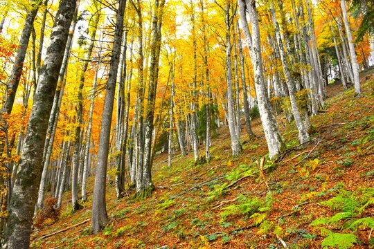 Ferns covering the forest ground with the beech trees in autumn orange and yellow colored foliage