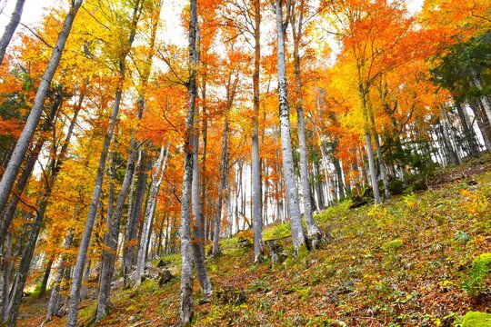 Colorful orange and yellow broadleaf, deciduous, temperate beech forest on the slope