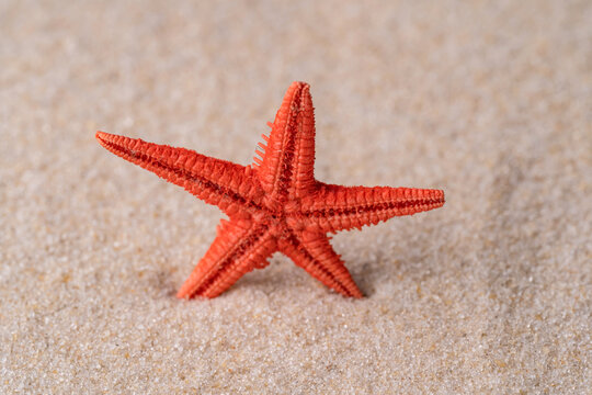 Red starfish resting on sandy beach in a zen scene