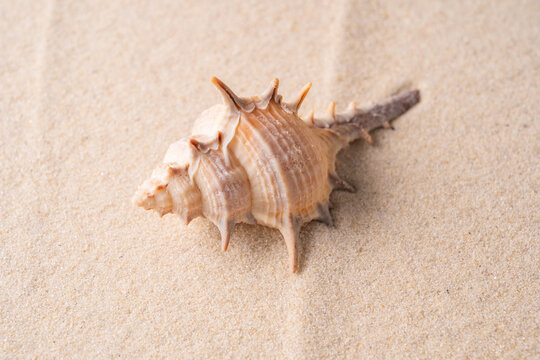 Spiny seashell resting on smooth beach sand background