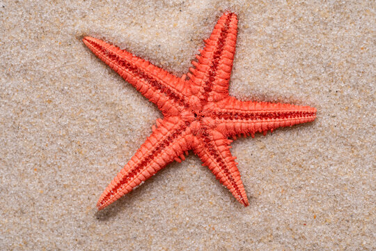 Red starfish on sand in a tranquil coastal setting