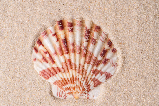 Striped seashell resting on sand for zen meditation