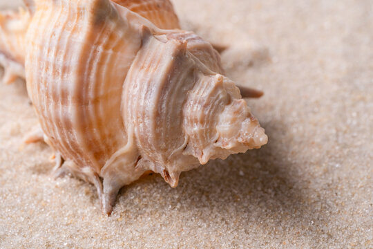 Spiral seashell resting on fine beach sand in warm light