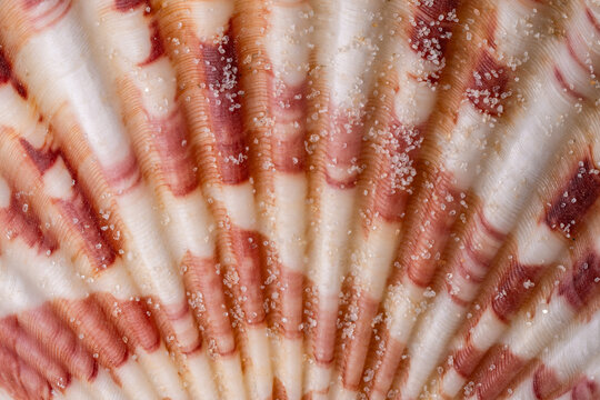 Abstract close-up of a striped seashell texture with sand