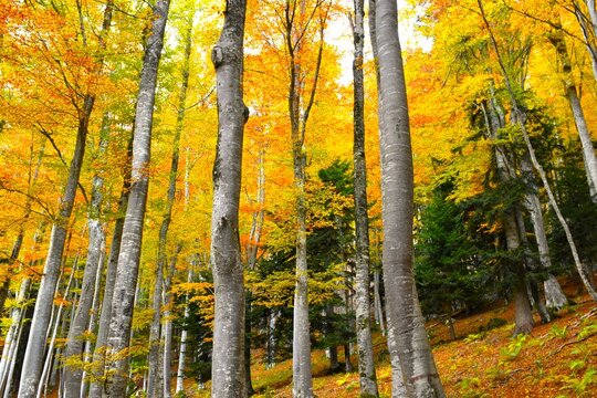 Colorful beech (Fagus sylvatica) broadleaf, deciduous temperate forest