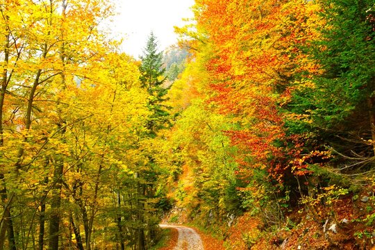 Yellow and red autumn foliage in a broadleaf, deciduous forest